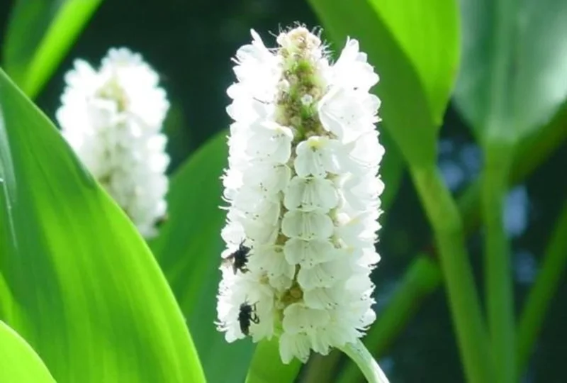 White Pickerel Rush Pontederia Cordata - Live Aquatic Marginal Starter Plant for Water Gardens, Ponds and Aquascapes