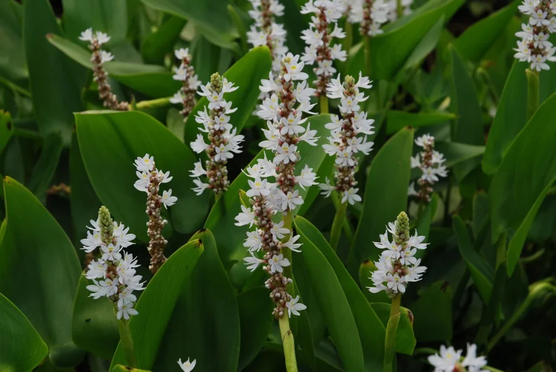 White Pickerel Rush Pontederia Cordata - Live Aquatic Marginal Starter Plant for Water Gardens, Ponds and Aquascapes