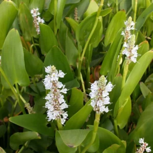White Pickerel Rush Pontederia Cordata - Live Aquatic Marginal Starter Plant for Water Gardens, Ponds and Aquascapes
