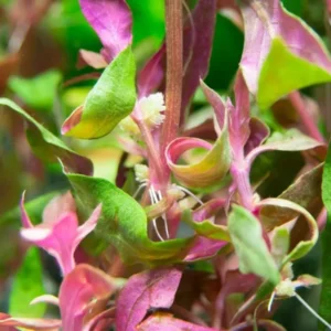 Scarlet Temple Alternanthera Reineckii - Easy Live Aquarium Pond Aquatic Plant