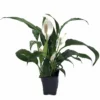 Peace Lily Spathiphyllum - Live Aquatic Marginal Starter Plant for Water Gardens, Ponds and Aquascapes