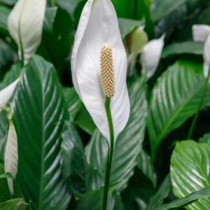 Peace Lily Spathiphyllum - Live Aquatic Marginal Starter Plant for Water Gardens, Ponds and Aquascapes