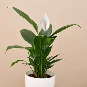 Peace Lily Spathiphyllum - Live Aquatic Marginal Starter Plant for Water Gardens, Ponds and Aquascapes