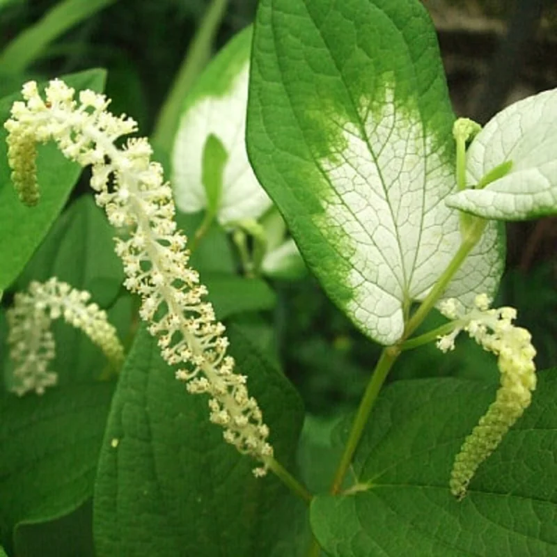 Chinese Lizard Tail Saururus Chinensis - Live Aquatic Marginal Starter Plant for Water Gardens, Ponds and Aquascapes