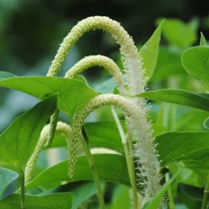 Chinese Lizard Tail Saururus Chinensis - Live Aquatic Marginal Starter Plant for Water Gardens, Ponds and Aquascapes