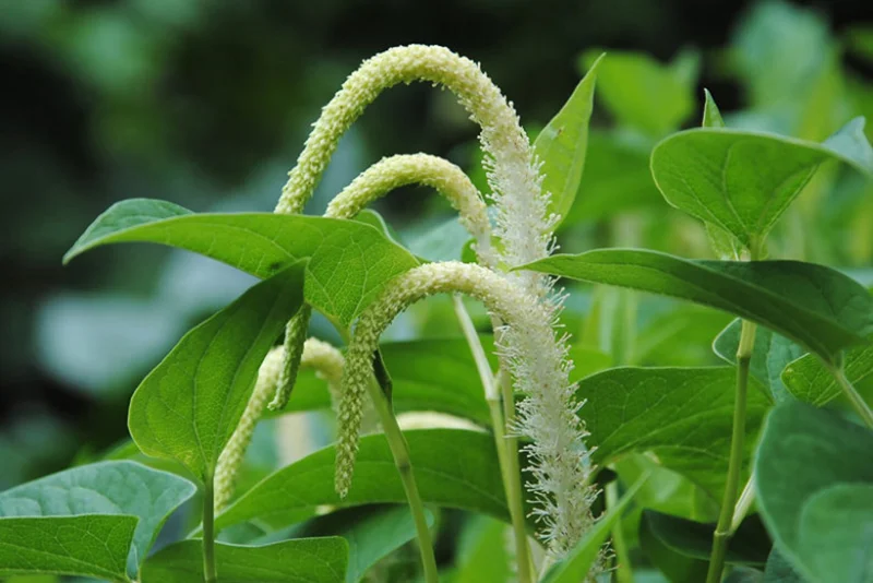 Chinese Lizard Tail Saururus Chinensis - Live Aquatic Marginal Starter Plant for Water Gardens, Ponds and Aquascapes