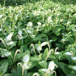 Chinese Lizard Tail Saururus Chinensis - Live Aquatic Marginal Starter Plant for Water Gardens, Ponds and Aquascapes