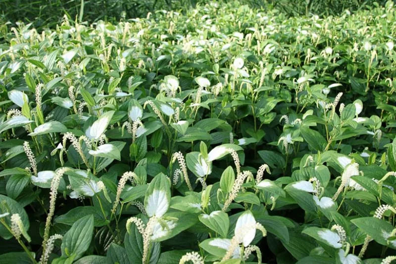 Chinese Lizard Tail Saururus Chinensis - Live Aquatic Marginal Starter Plant for Water Gardens, Ponds and Aquascapes