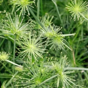 Dwarf Papyrus Cyperus Haspans - Live Aquatic Marginal Starter Plant for Water Gardens, Ponds and Aquascapes