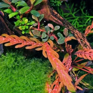 Hygrophila Pinnatifida Tissue Culture Multiple Plants - Live Aquarium Aquatic Plant