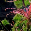 Hygrophila Pinnatifida Tissue Culture Multiple Plants - Live Aquarium Aquatic Plant
