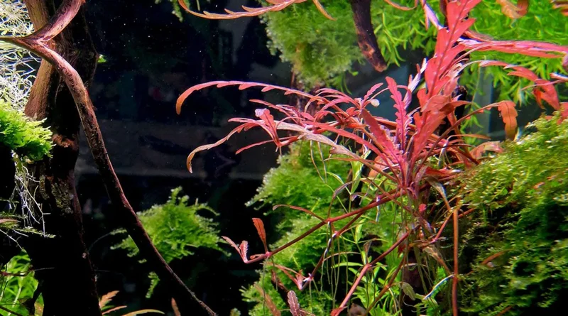 Hygrophila Pinnatifida Tissue Culture Multiple Plants - Live Aquarium Aquatic Plant