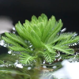 Parrot Feather Myriophyllum Aquaticum - Parrots Feather - Easy Live Aquarium Pond Aquatic Plant