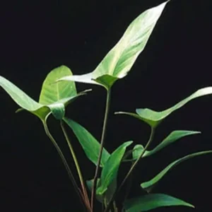 Large Anubias Hastifolia - Easy Live Aquarium Pond Aquatic Plant 12 - 15