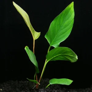 Large Anubias Hastifolia - Easy Live Aquarium Pond Aquatic Plant 12 - 15