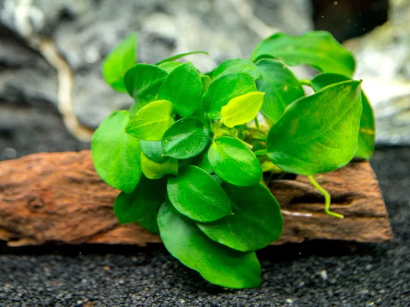 Anubias Nana Petite - Easy Live Aquarium Pond Aquatic Plant