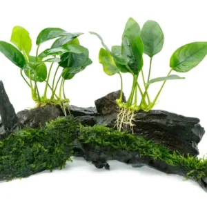 Anubias Nana Petite - Easy Live Aquarium Pond Aquatic Plant