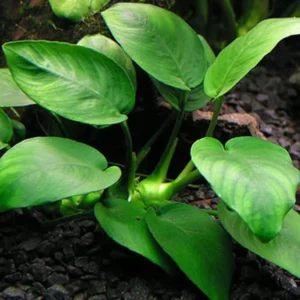 Anubias Nana Petite - Easy Live Aquarium Pond Aquatic Plant