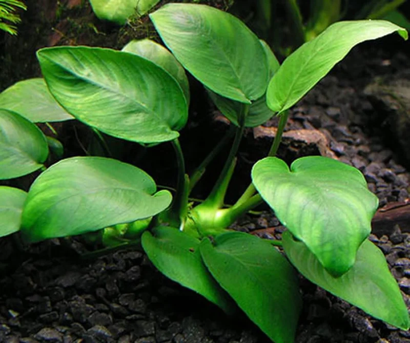 Anubias Nana Petite - Easy Live Aquarium Pond Aquatic Plant