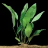 Anubias Frazeri - Easy Live Aquarium Pond Aquatic Plant