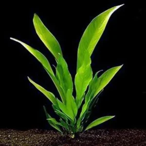 Anubias Frazeri - Easy Live Aquarium Pond Aquatic Plant