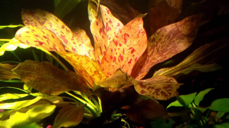 Red Flame Sword Echinodorus - Easy Live Aquarium Pond Aquatic Plant