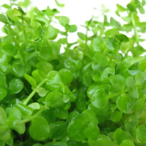 Giant Baby Tears Micranthemum Umbrosum - Easy Live Aquarium Pond Aquatic Plant