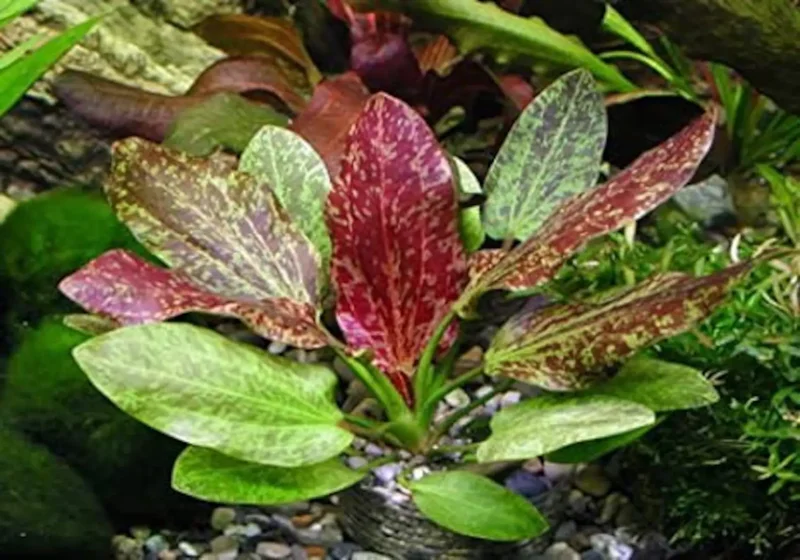 Red Flame Sword Echinodorus - Easy Live Aquarium Pond Aquatic Plant