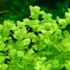 Giant Baby Tears Micranthemum Umbrosum - Easy Live Aquarium Pond Aquatic Plant
