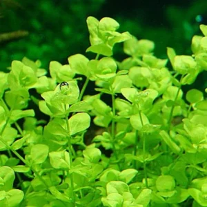 Giant Baby Tears Micranthemum Umbrosum - Easy Live Aquarium Pond Aquatic Plant