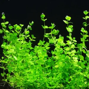 Giant Baby Tears Micranthemum Umbrosum - Easy Live Aquarium Pond Aquatic Plant
