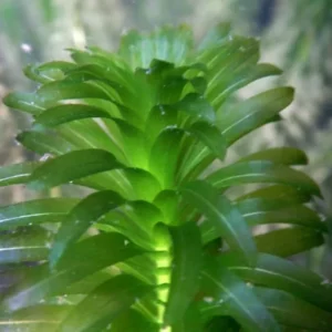 Anacharis Elodea - Easy Live Aquarium Pond Aquatic Plant