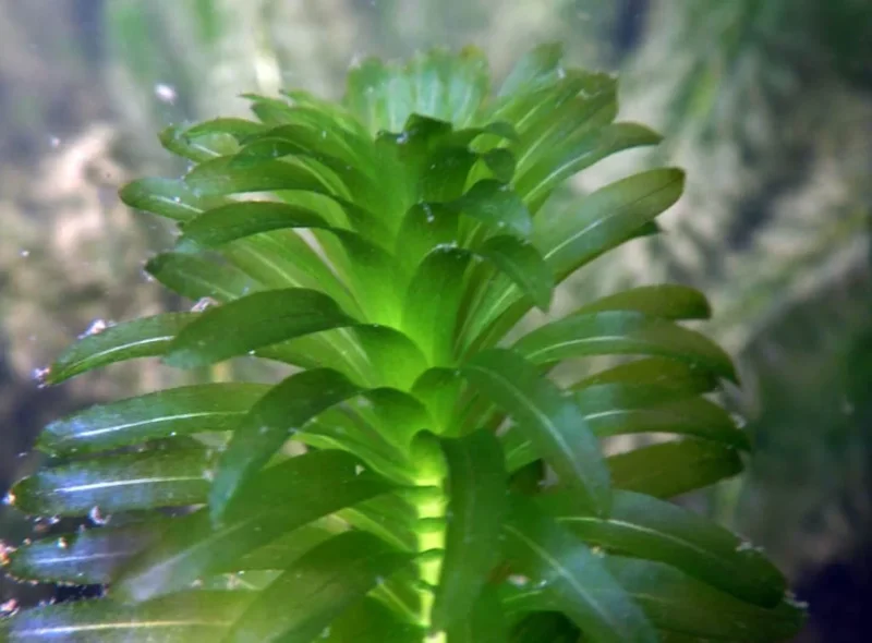 Anacharis Elodea - Easy Live Aquarium Pond Aquatic Plant
