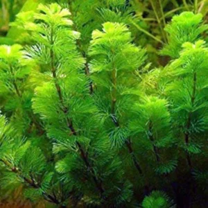 Green Cabomba Cabomba Caroliniana - Easy Live Aquarium Pond Aquatic Plant