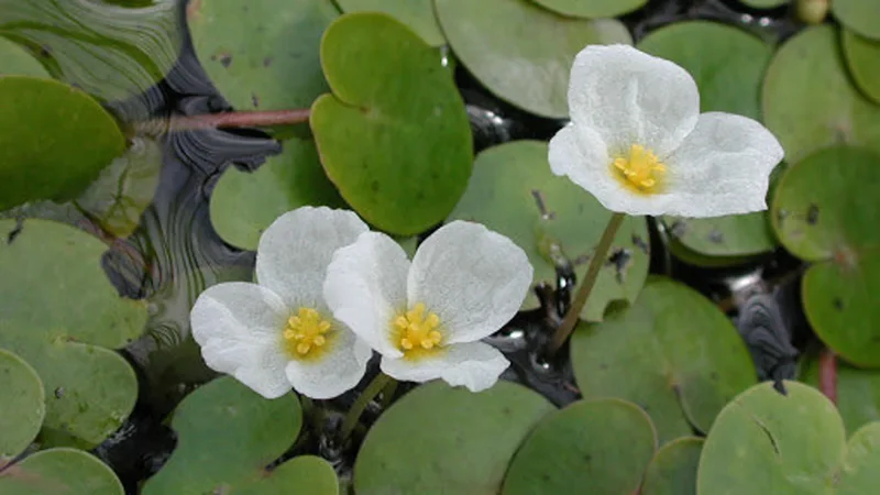 Amazon Frogbit Limnobium Laevigatum - Easy Live Aquarium Pond Aquatic Plant Pond Large