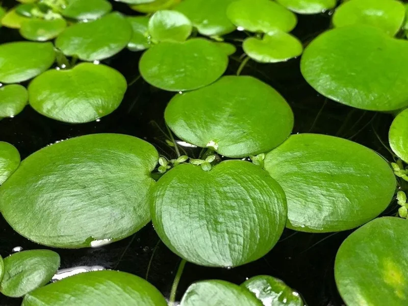 Amazon Frogbit Limnobium Laevigatum - Easy Live Aquarium Pond Aquatic Plant Pond Large