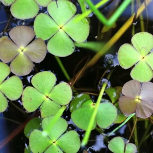 Water Clover Marsilea Quadrifolia - Easy Live Aquarium Pond Aquatic Plant