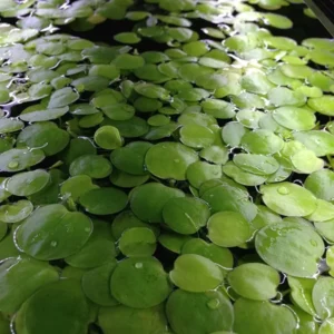 Amazon Frogbit Limnobium Laevigatum - Easy Live Aquarium Pond Aquatic Plant Pond Large