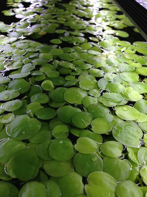 Amazon Frogbit Limnobium Laevigatum - Easy Live Aquarium Pond Aquatic Plant Pond Large