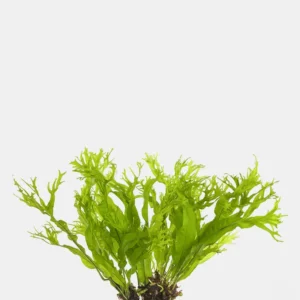 Java Fern
