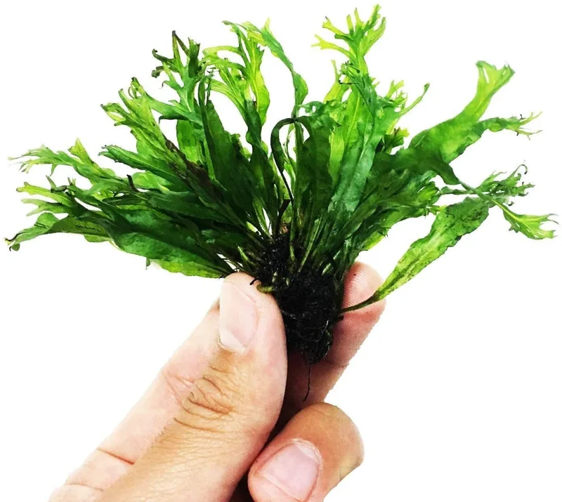 Java Fern "Windelov" Lacey Java Fern - Easy Live Aquarium Pond Aquatic Plant