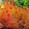 Red Foxtail Myrio Myriophyllum - Easy Live Aquarium Pond Aquatic Plant