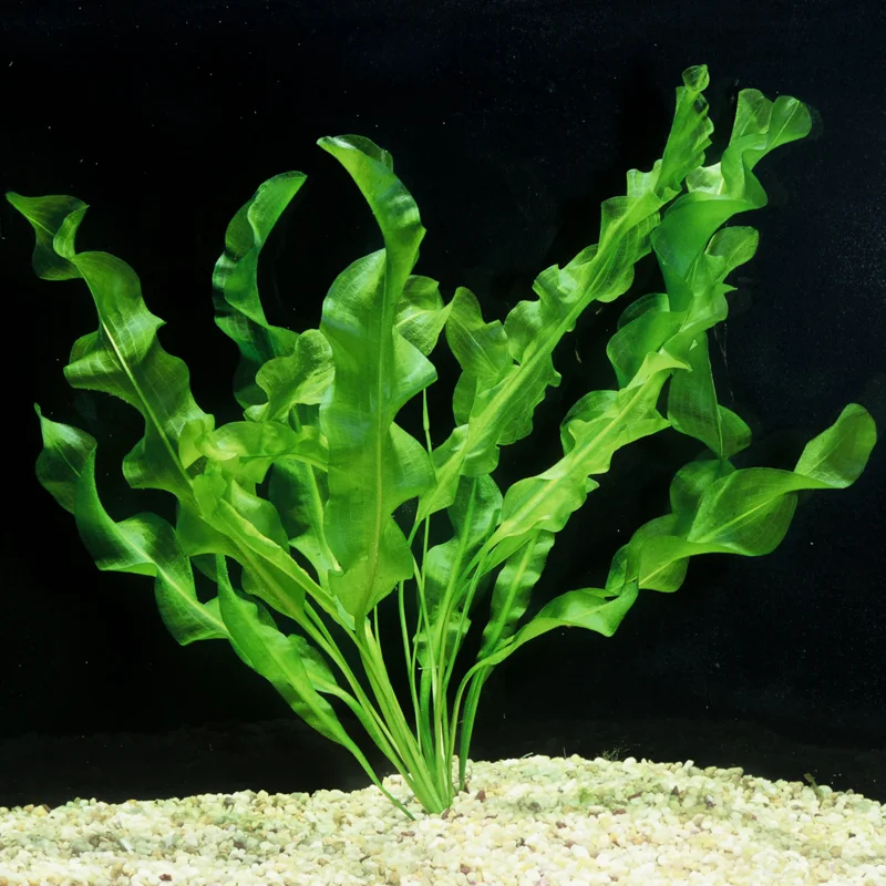 Aponogeton Ulvaceus - Easy Live Aquarium Pond Aquatic Plant Sprouted Bulb