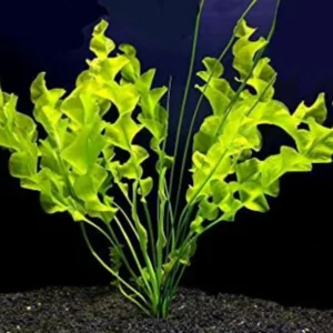 Aponogeton Ulvaceus - Easy Live Aquarium Pond Aquatic Plant Sprouted Bulb