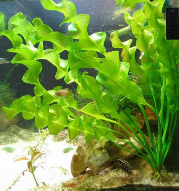 Aponogeton Ulvaceus - Easy Live Aquarium Pond Aquatic Plant Sprouted Bulb