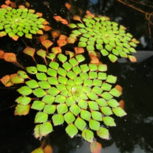 Mosaic Plant Ludwigia Sedioides - Easy Live Aquarium Pond Aquatic Plant