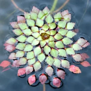 Mosaic Plant Ludwigia Sedioides - Easy Live Aquarium Pond Aquatic Plant