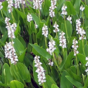White Pickerel Rush Pontederia Cordata - Live Aquatic Marginal Starter Plant for Water Gardens, Ponds and Aquascapes