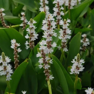 White Pickerel Rush Pontederia Cordata - Live Aquatic Marginal Starter Plant for Water Gardens, Ponds and Aquascapes
