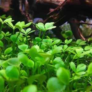 Dwarf Four Leaf Water Clover Marsilea Crenata - Easy Live Aquarium Pond Aquatic Plant